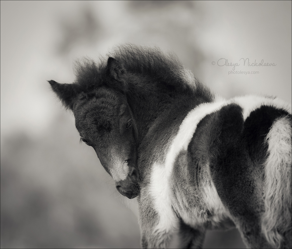 жеребята ◆ foals