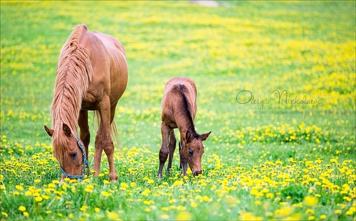 жеребята ◆ foals