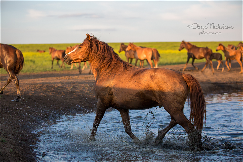 дикие лошади ◆ wild horses