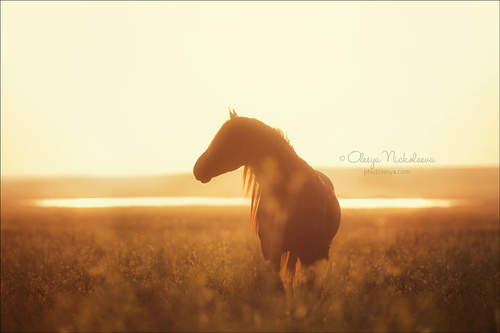 дикие лошади ◆ wild horses