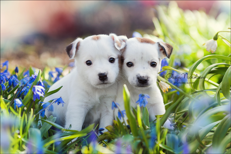 щенки ◆ puppies