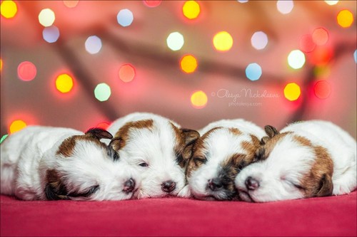 щенки ◆ puppies