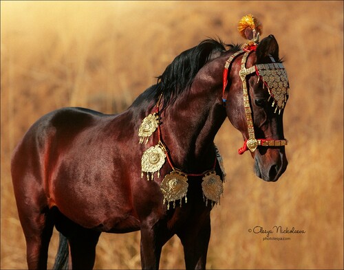 India - Marwari horses