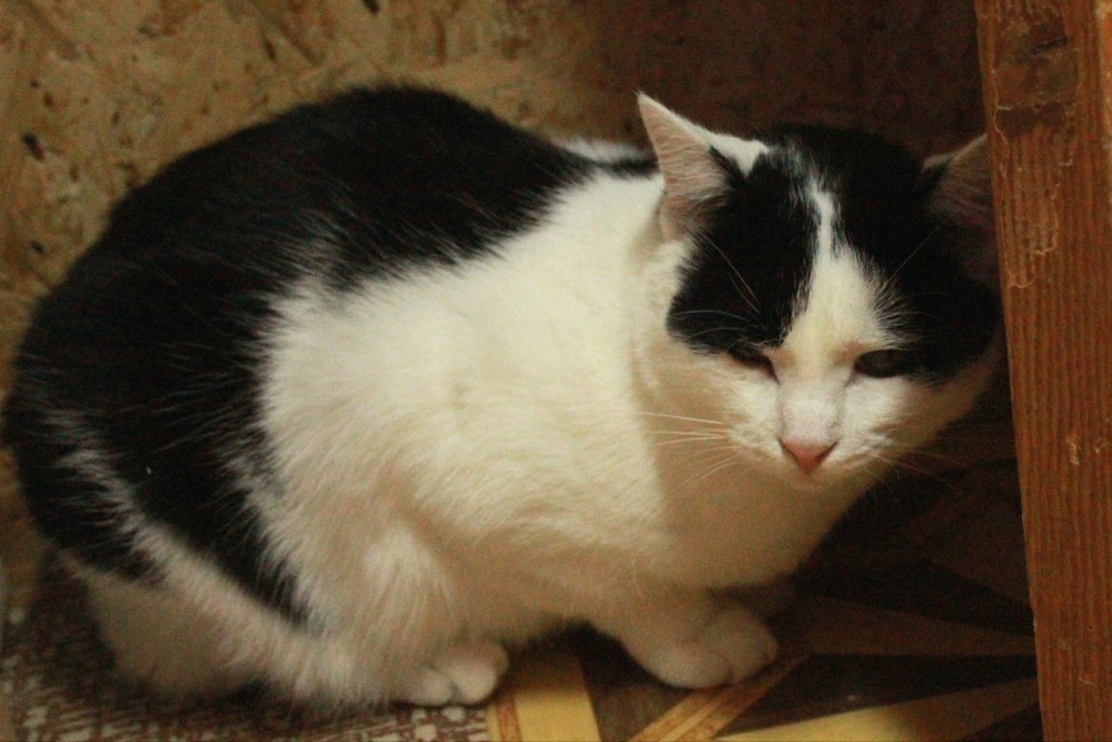 черно-белый кот Пуговкин в дар