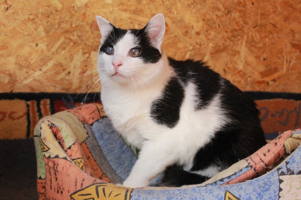 черно-белый кот Пуговкин в дар