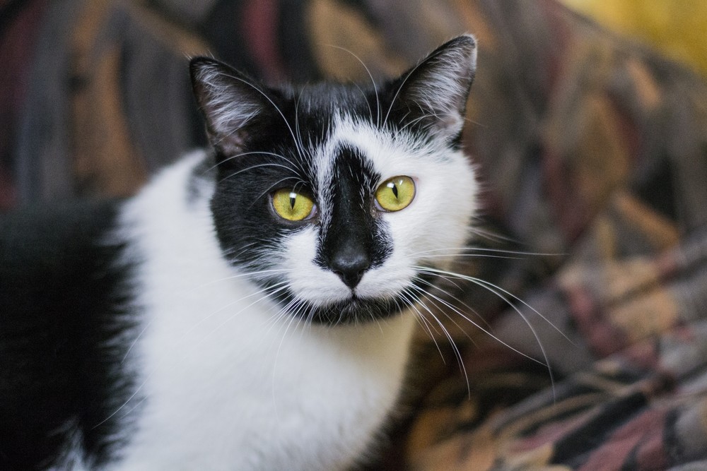 черно-белый кот Фантик в дар