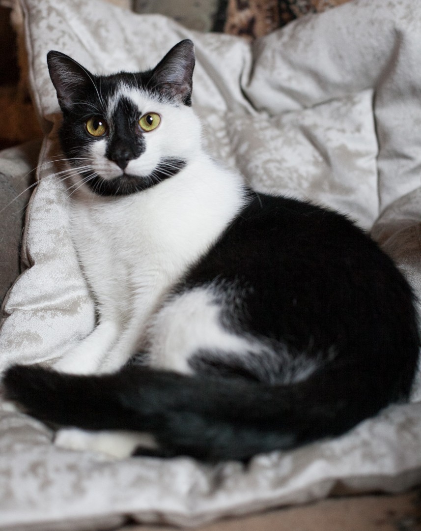 черно-белый кот Фантик в дар