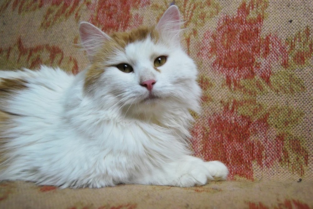 рыже-белый кот Тоби в дар