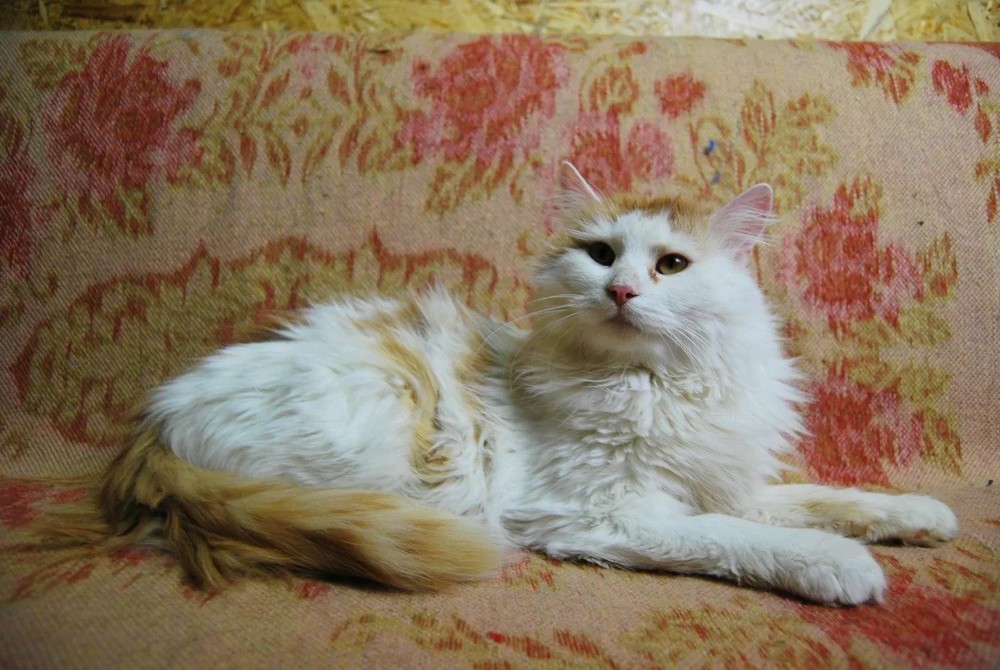 рыже-белый кот Тоби в дар