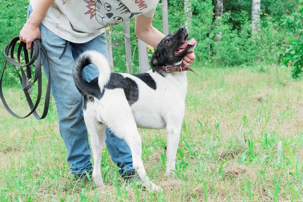 черно-белая собака Веснушка в дар