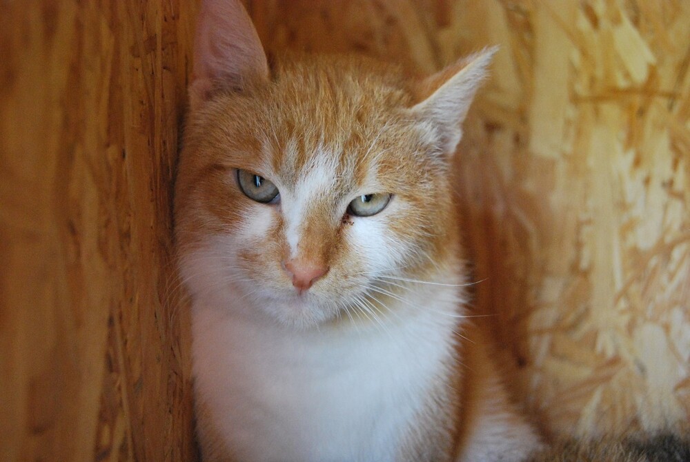 рыжий кот Сырник в дар