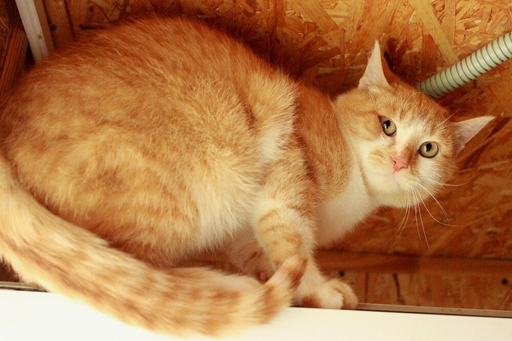 рыжий кот Сырник в дар