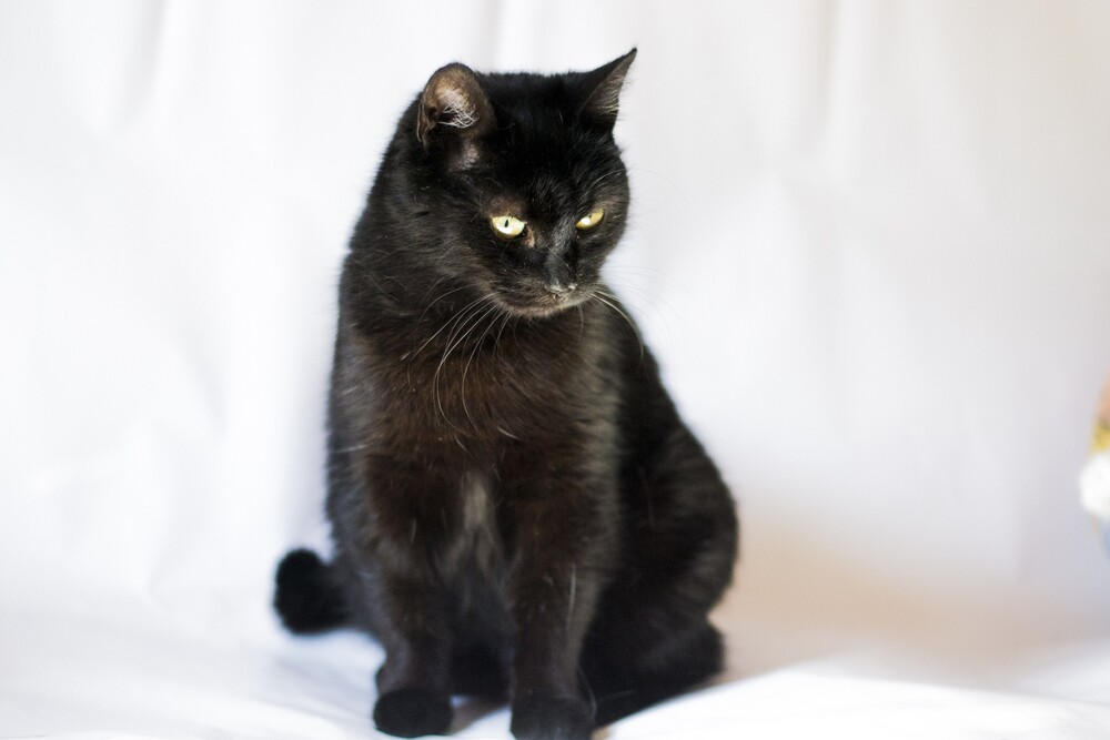 черная кошка Мила в дар