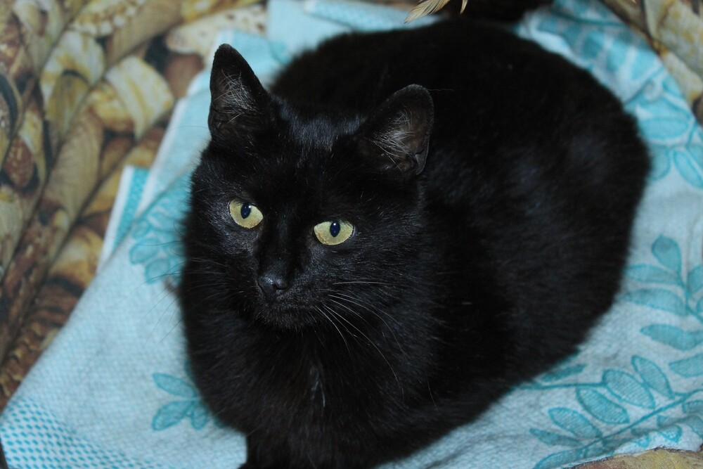 черная кошка Мила в дар