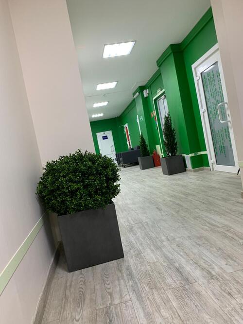 Озеленение офиса компании