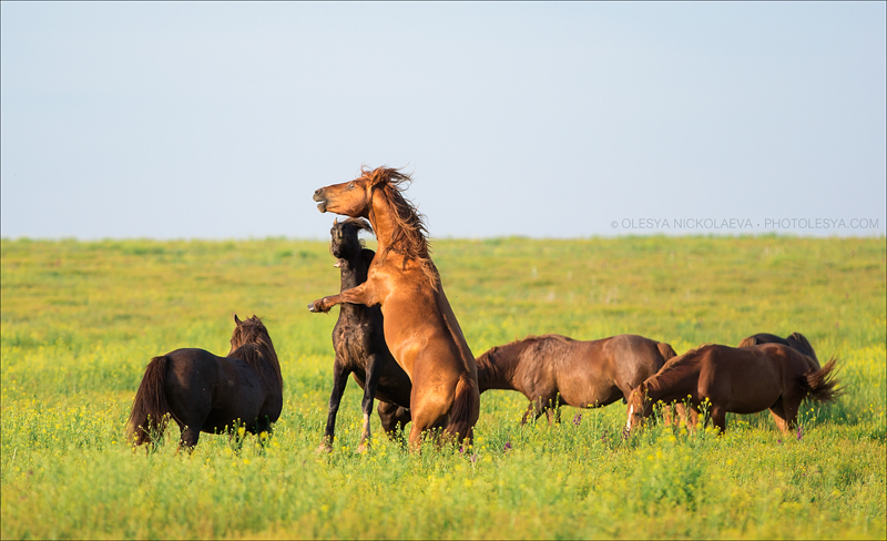 Остров диких лошадей. Лошади в РБ, остров диких лошадей. Дикие лошади в Мурманской области. Дикая лошадь Иркутск.