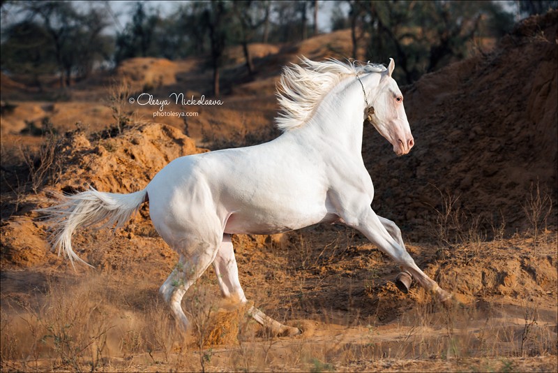 India - Marwari horses