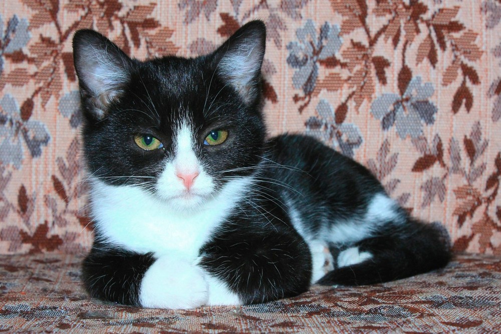 Купить кошку в беларуси. Кошка Домино. Белорусская кошка. Кот породы Домино. Домино с котиками.
