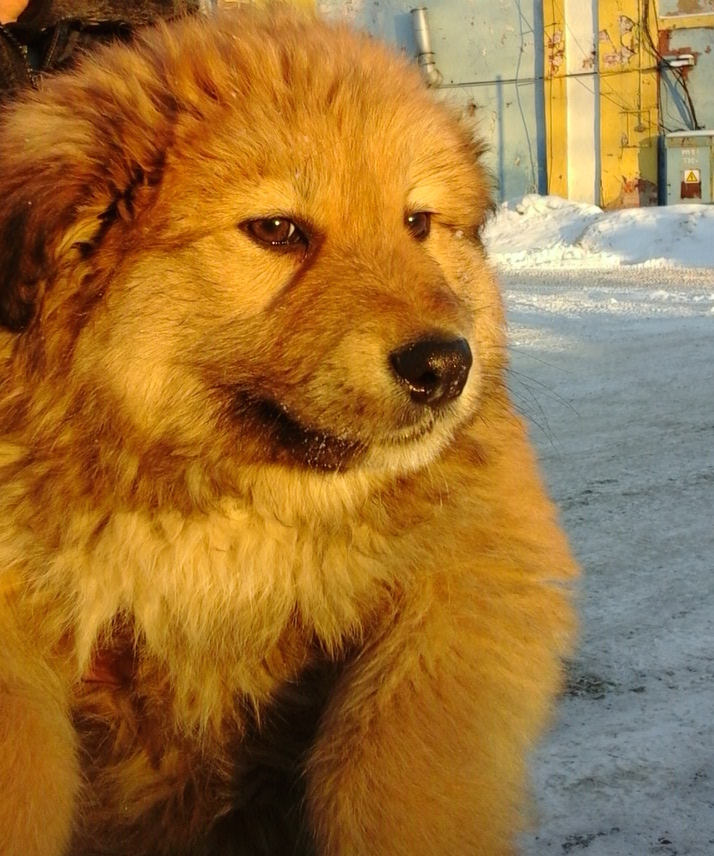 Рей