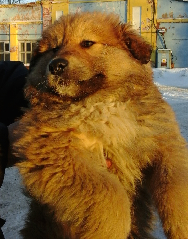 Рей