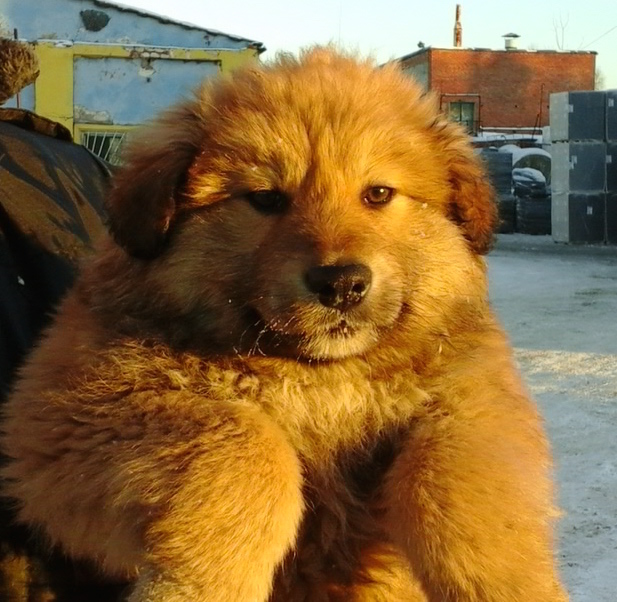 Рей