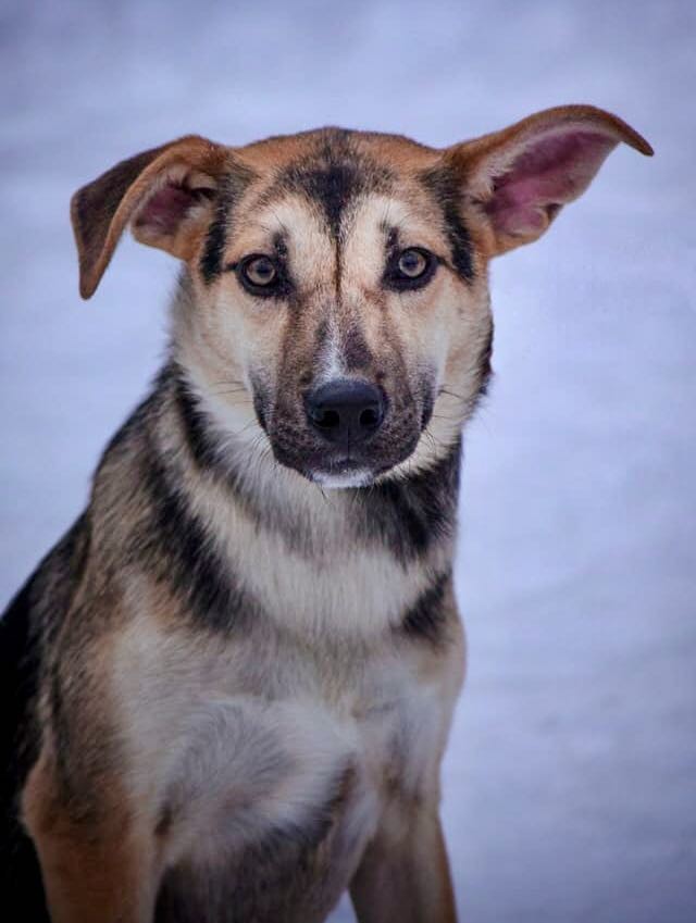 Джесси