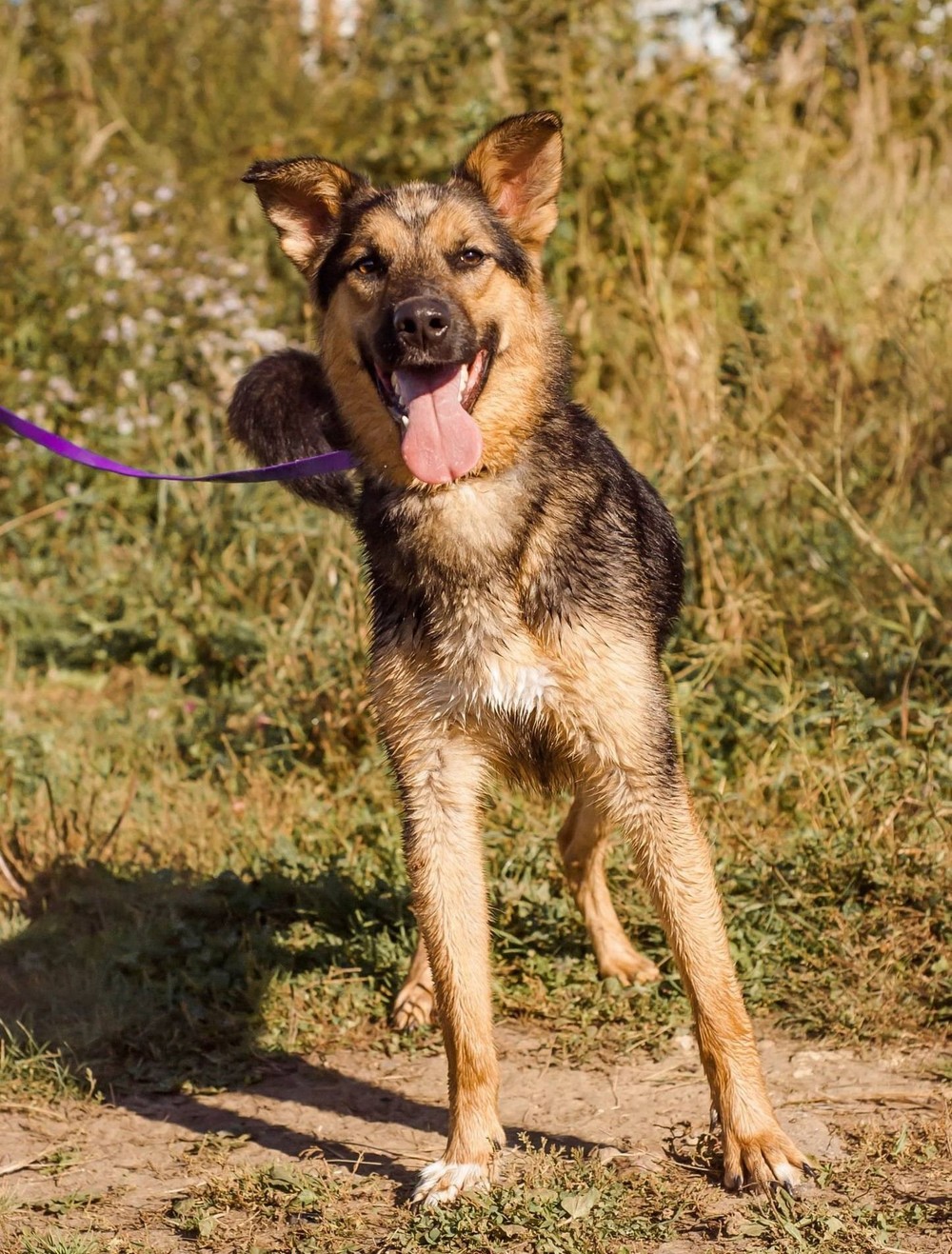 Шарик