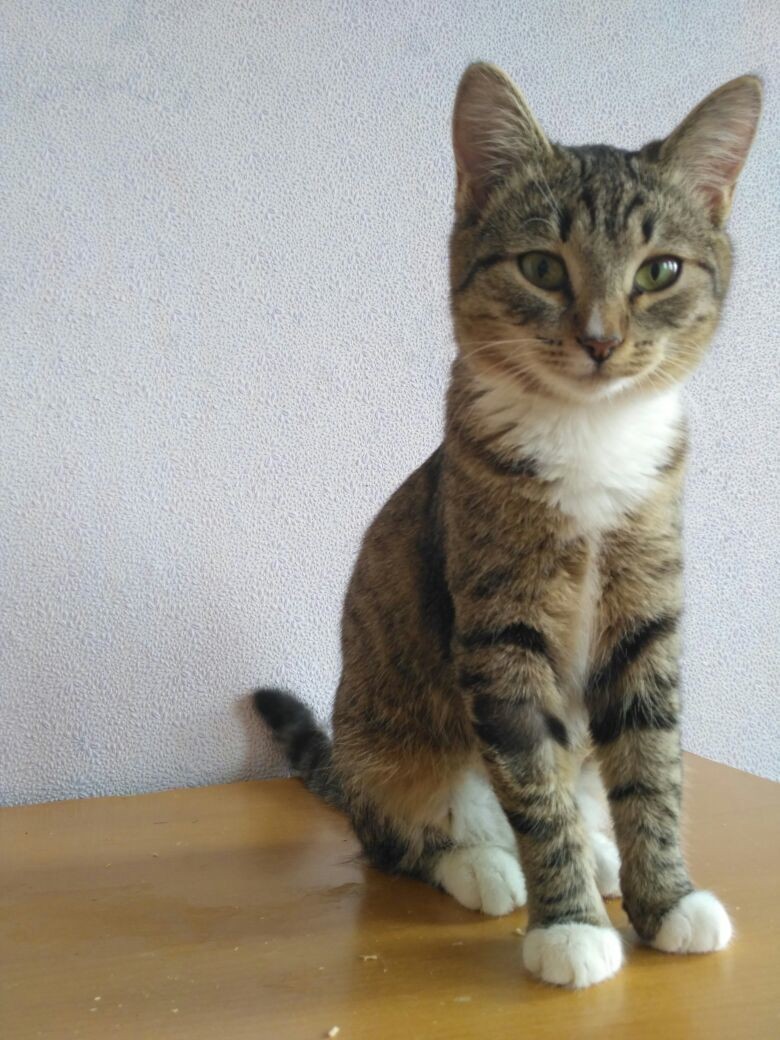 Лиза
