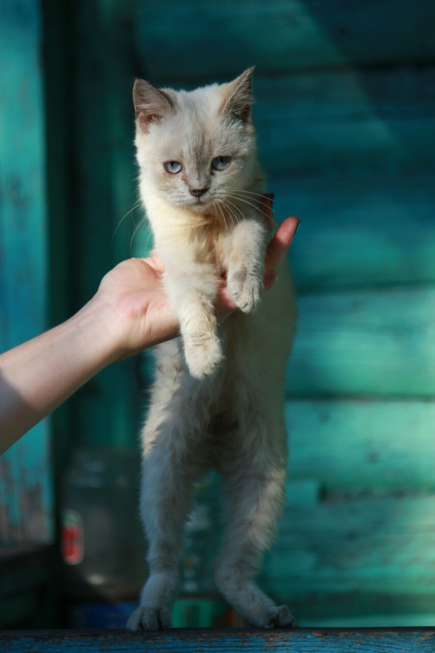 Бубнилка младшая