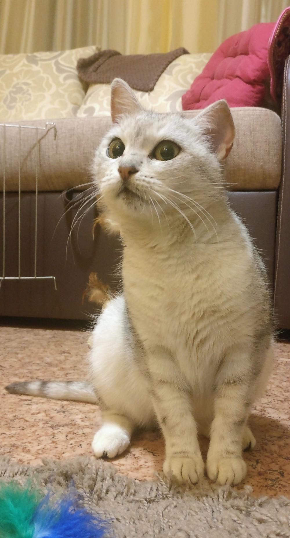 Шейла
