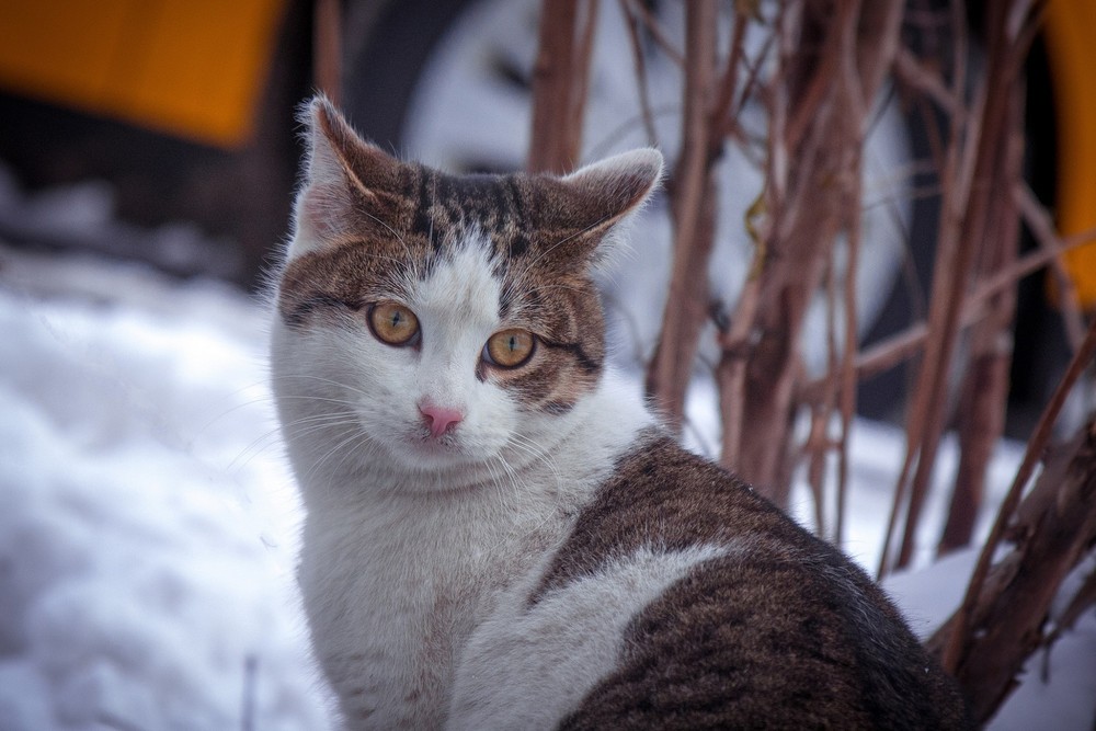 Пуфик