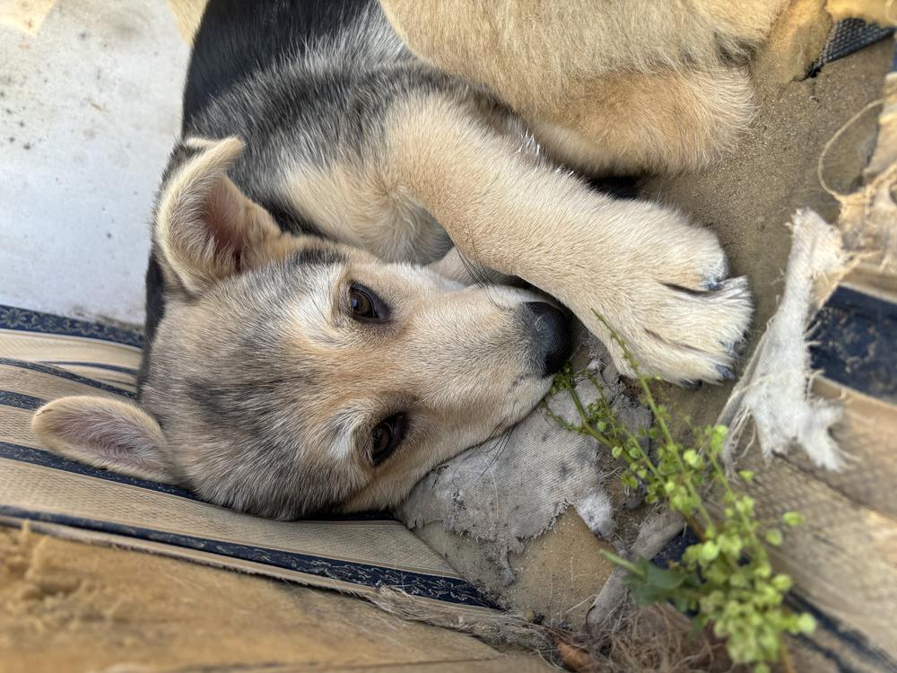 Коржик