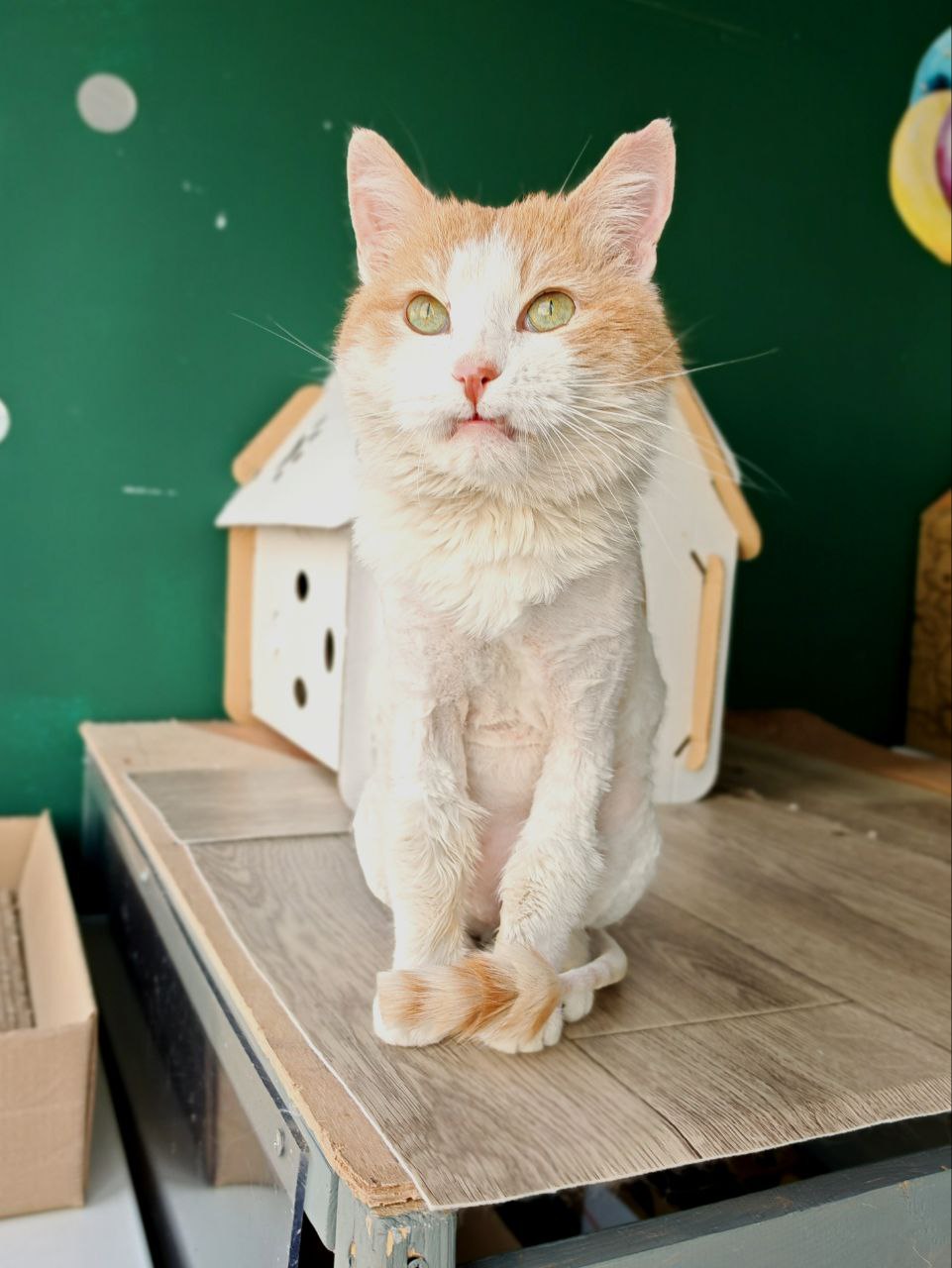 Лео