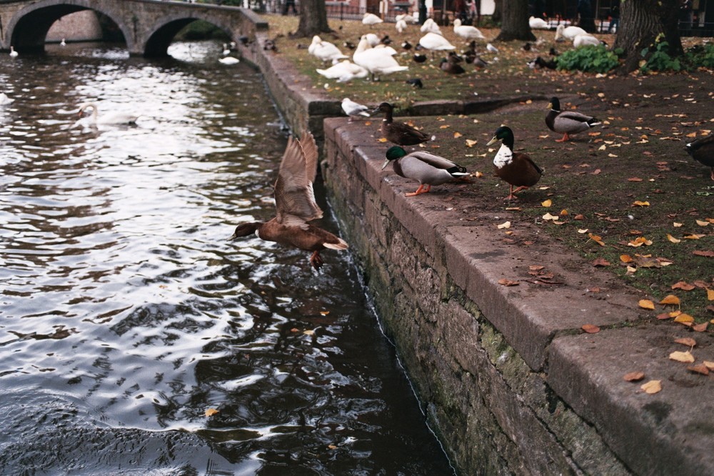 Brugge